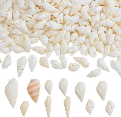Approx 700pcs Small White Clam Cay Seashells Natural Tiny Sea Shell Mini Spiral - Image 1 of 4