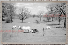 50s ILLINOIS FARM CATTLE COW FIELD BARN TREE OLD VINTAGE USA Photograph 9222