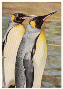 Animales: Pingüinos ngl F3192 - Imagen 1 de 2
