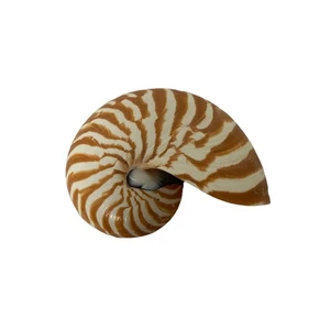 Nautilus Natural Seashell Single1/2 Cut Shell - Picture 1 of 6