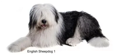 LARGE-SIZED CAR DECALS - ENGLISH SHEEPDOG - Image 1 of 2