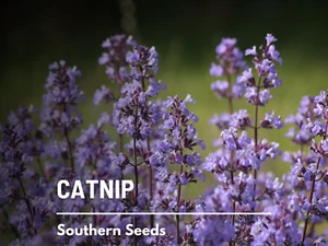 Catnip - Heirloom Seeds - Medicinal Herb - Cat Lover's Favorite - Picture 1 of 11