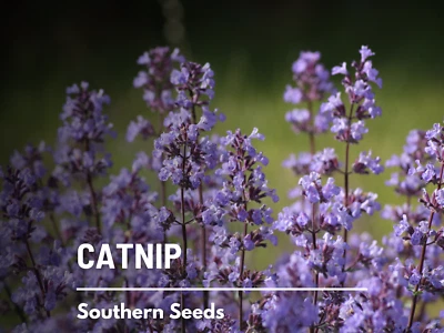 Catnip - Heirloom Seeds - Medicinal Herb - Cat Lover's Favorite - Image 1 of 4
