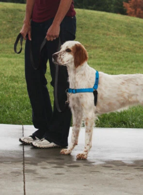 PREMIER EASY WALK HARNESS LARGE BLUE - Image 1 of 2