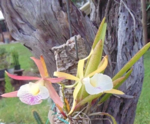 Myv. Paul Storm Bloom size 4" pot HUGE PLANT B1 - Picture 1 of 2