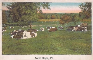 New Hope, PENNSYLVANIA - Cows & Corn - 1937 - Picture 1 of 2