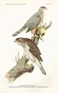 1908 bird prints 3 Total Sharp Shined and Coopers Hawk plus Great Horned Owl - Picture 1 of 3