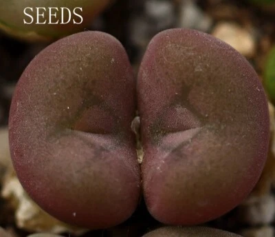 SEEDS -Conophytum concavum  20seeds - Image 1 of 2