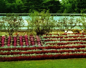 American Flag Flowers Garden Patch Elizabeth Park Hartford CT Vintage Postcard - Picture 1 of 4