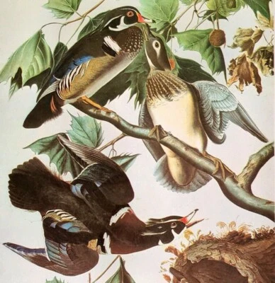 John James Audubon PATO DE MADEIRA Vintage Livro de Arte Placa Impressão 388 - Imagem 1 de 3