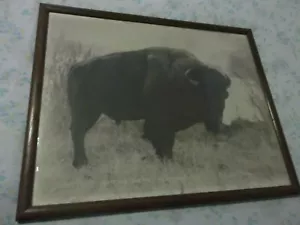 BUFFALO PHOTO BY BELL - Picture 1 of 1