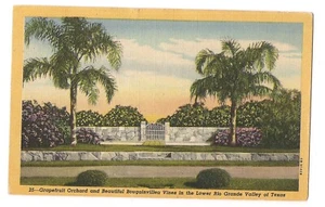 GRAPEFRUIT ORCHARD Bougainvillea Rio Grande Valley Texas Postcard TX Linen 1947 - Picture 1 of 2