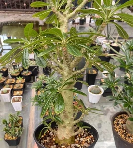  Topf 12cm hoch 40cm + Dorstenia gigas Schweinf. ex Balf.f. WYSIWYG Gartensteckling - Bild 1 von 3