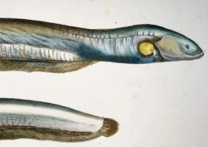 1864 Electric eel, Conger, fish, quarto hand colored stone lithograph - Picture 1 of 3