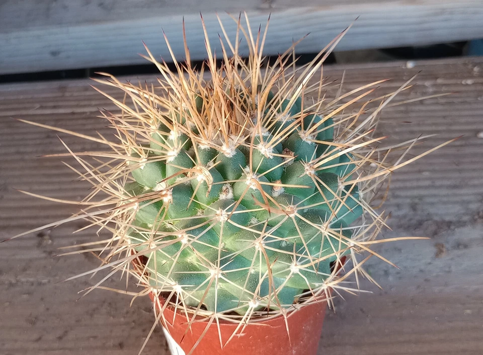 Mammillaria johnstonii forma longispina Wiry Gold Spines on Blue Tubercles - Image 1 of 1