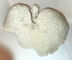 Große 10 Pfund natürliche gebleichte weiße Gehirnkorallen Cluster 10 Pfund 14" x 10,5" 7,5" - Bild 1 von 17