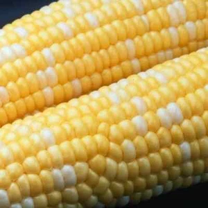 Peaches and Cream Corn Seed, Bi-Color Sweet Corn, Seed, 1/4 lb. + Seeds - Picture 1 of 1