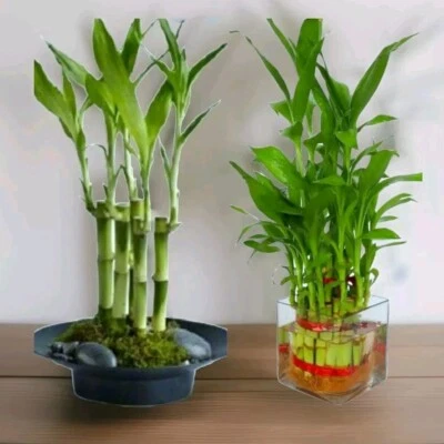 7 tallos de planta de bambú de la suerte de 4", Feng Shui, REGALO, PLANTA VIVA, interior perenne Foto 1 de 4