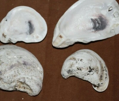1 inch to 3 inch Oyster Shells, Small - Image 1 of 4