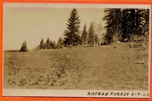 Arizona, Blick auf den Kaibab Wald 1926, alte Echtfoto Postkarte - Bild 1 von 3