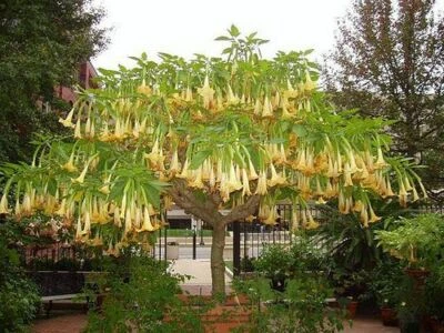 Brugmansia sanguinea Aurea Golden Angel's Trumpet Flowering Tree - 5 Semi