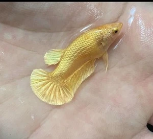 Betta Súper Gold Female - High Quality - Picture 1 of 4