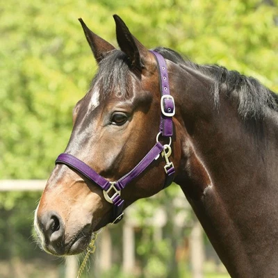 Eldorado Nylon Licol Lea - Violet - Poney Licol De Conduite Écurie - Photo 1/3