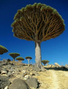 Dracaena draco, árbol de sangre de dragón, raro - 10 semillas - Imagen 1 de 6