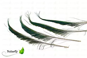 10 Pfauenfedern Natur Schwert 25-30cm Pfau Schwanzfedern Dekofedern Bastelfedern - Bild 1 von 3