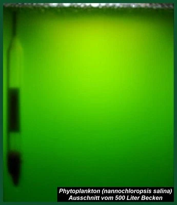 Phytoplankton, Plankton, - 2l-Ansatz plus 2x50 ml Spezialdünger - Bild 1 von 2
