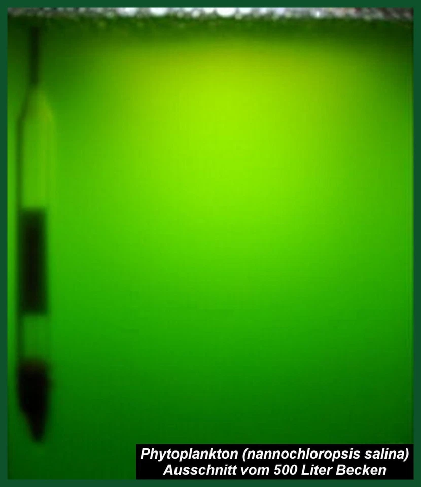 Phytoplankton, Plankton, - 2l-Ansatz plus 2x50 ml Spezialdünger - Bild 1 von 2