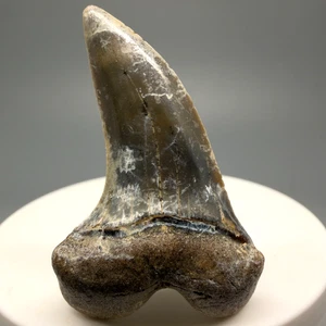 Large, Colorful 1.85" Fossil Extinct Hooked-Tooth Mako Shark - Bakersfield, CA - Picture 1 of 4