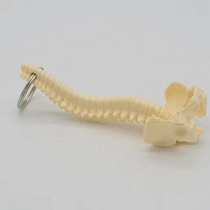 Spinal Cord Chiropractic Skeleton Keychain Human Spine - Prop from TV show Bones - Bild 1 von 8