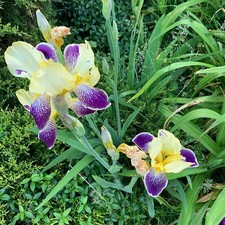 One Healthy Gorgeous Iris Bulb - in the purple family