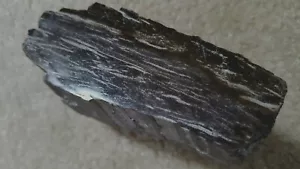 Natural Piece Of Petrified Wood/Cut & Polished On One End 11 oz   - Picture 1 of 5