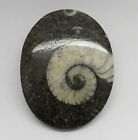 01 Natural Gemstone Ammonite Fossils Cabochon Pendant Jewelry Making Stone  