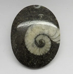 01 Natur Edelstein Ammonit Fossilien Cabochon Anhänger Schmuckherstellung Stein   - Bild 1 von 6