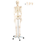 Model anatomiczny szkielet naturalnej wielkości ludzki 175 cm ze stojakiem - towar B