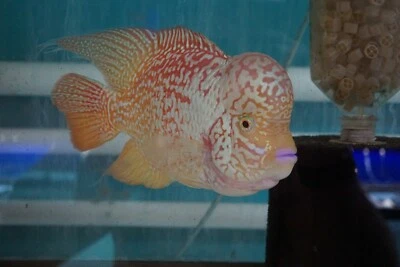 Flowerhorn Cichlid Gold base - Image 1 of 4