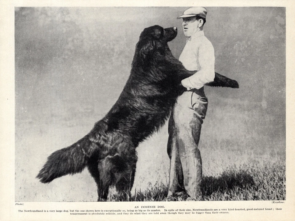 1930-е Антикварный Ньюфаундленд Собака Принт Огромный Ньюфаундленд Собака и Мастер 6388f - Изображение 1 из 1
