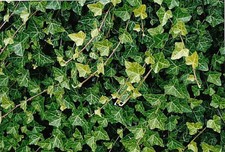 48 Baltic English Ivy Live Plants Hardy Groundcover -1 3/4" Pots Outdoor Garden