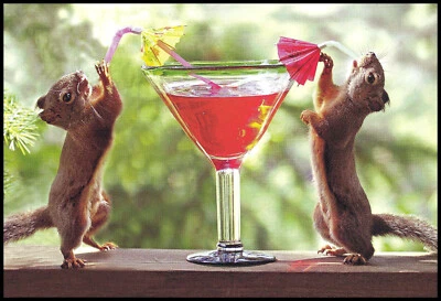 Tarjeta de felicitación - Ardilla - Para amigo - Cumpleaños - 0025 Foto 1 de 2