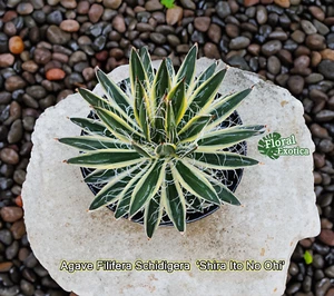 Agave Filifera Schidigera ‘Shira Ito No Ohi’ - Starter Plant - Picture 1 of 2