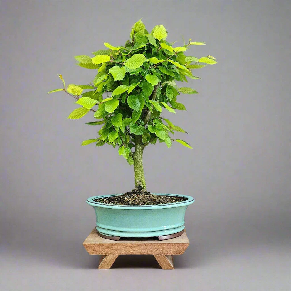 Hornbeam (Carpinus Betulus) Bonsai Tree | Informal Style | In 30cm Pot - Image 1 of 1