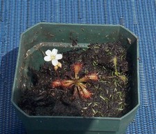 New listing
Drosera spatulata with white flowers in a 2" pot