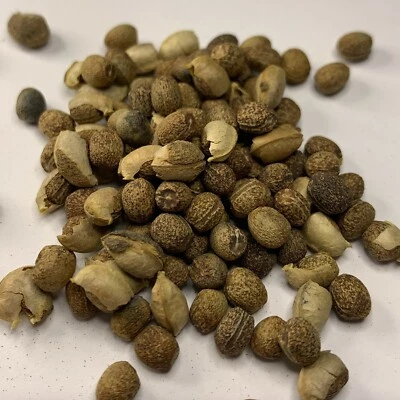 10+ GOPHER SPURGE Seeds, Euphorbia lathyris, Mole Plant *Free USA Shipping!* - Image 1 of 4