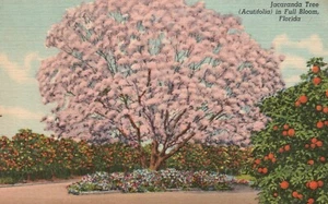 Postcard FL Jacaranda Tree Acutifolia in Full Bloom 1941 Unposted Linen PC L114 - Picture 1 of 2