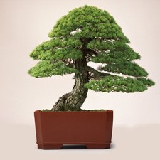 20pcs Japanese White Pine Pinus Parviflora Tree Bonsai Seeds Home Plant Hl54