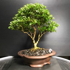 New listing
Bonsai Tree Kingsville Boxwood 16 Years Purple Clay Yxing Zisha Pot 2 Chop Marks
