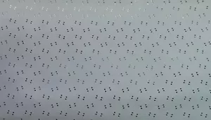 fits 68 69 70 Charger Medium Blue Headliner NEW - Bild 1 von 1